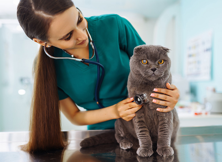 Kedi ve Köpeklerde Kısırlaştırma Gerçekten Önemli mi?
